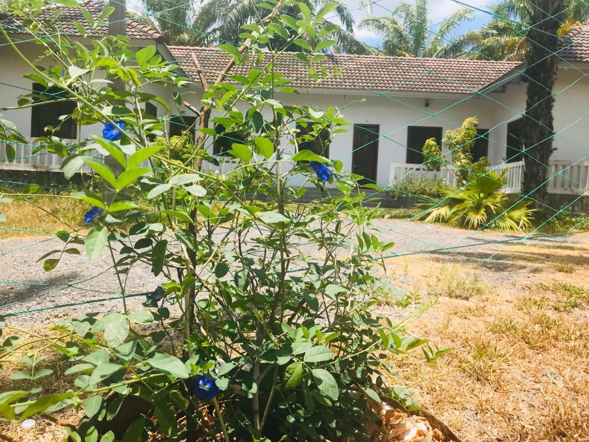 Palm Garden House Ξενοδοχείο Quang Tri Εξωτερικό φωτογραφία